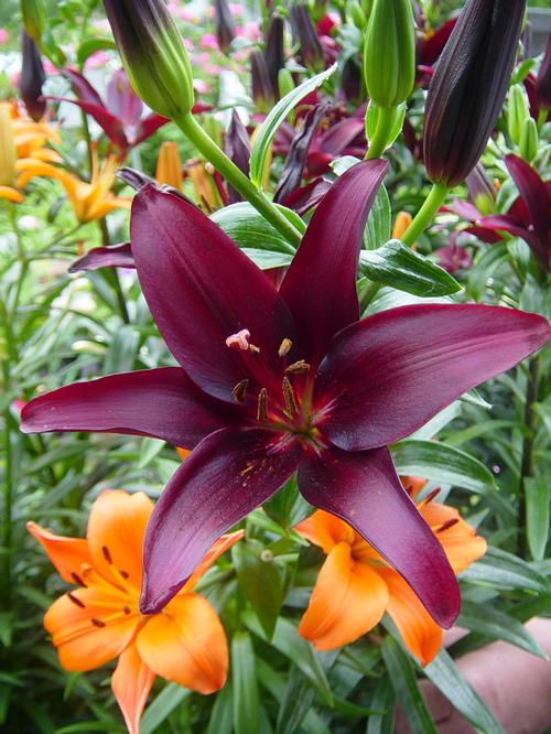 potted asiatic lily Lilium 'Landini' Asiatic Lily