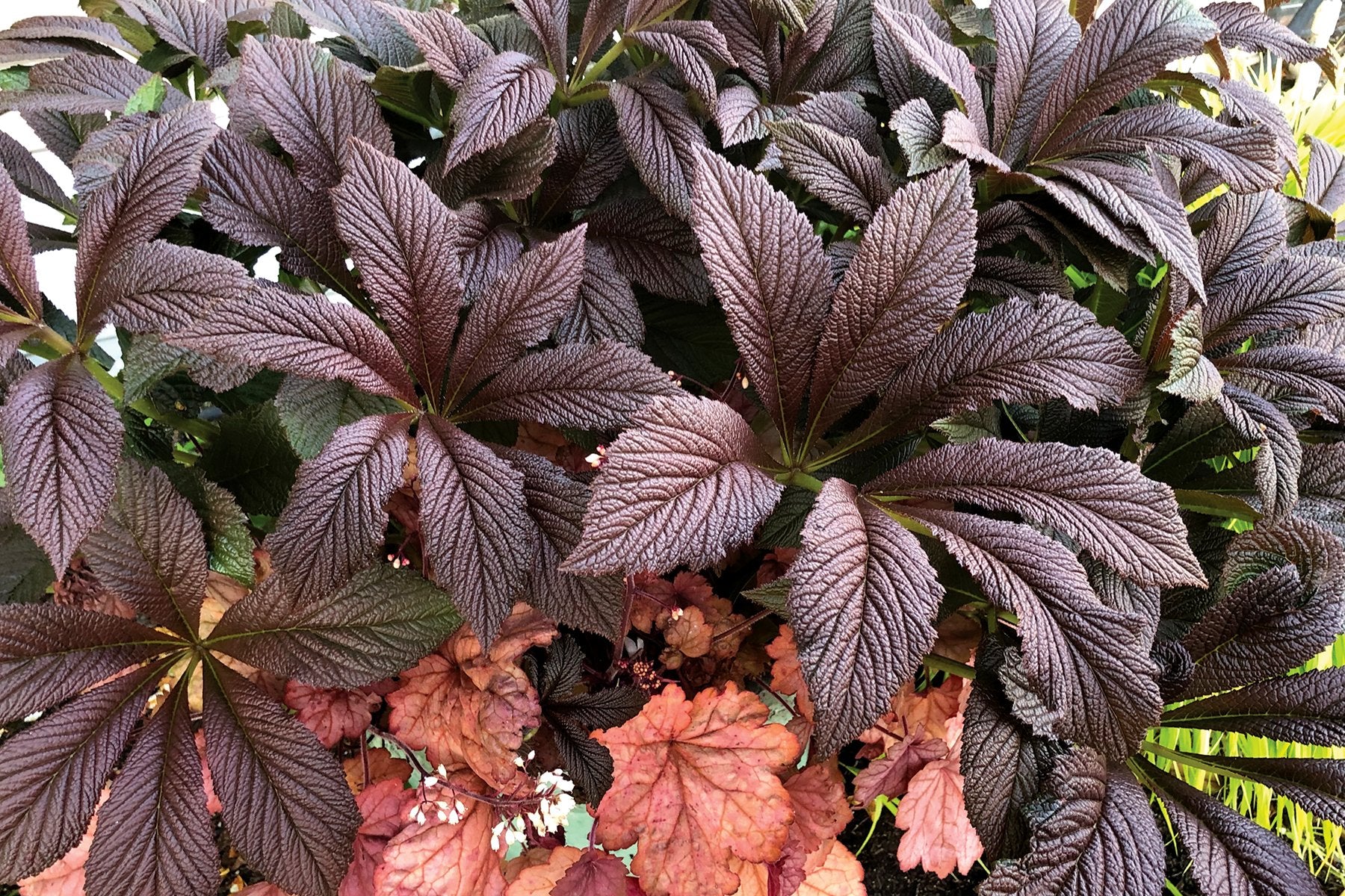 Bronze Peacock Rodgersia - 2 Gallon Perennial