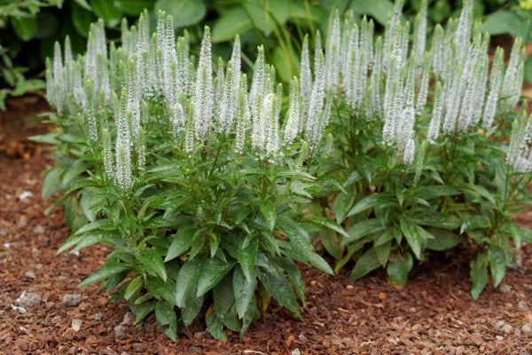 Veronica (spicata) 'Snow Candle' - 1 Gallon Potted Perennial