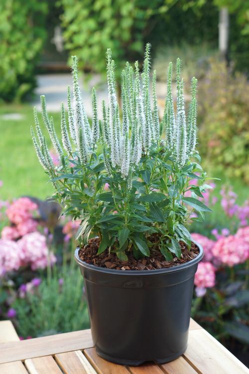 Veronica (spicata) 'Snow Candle' - 1 Gallon Potted Perennial