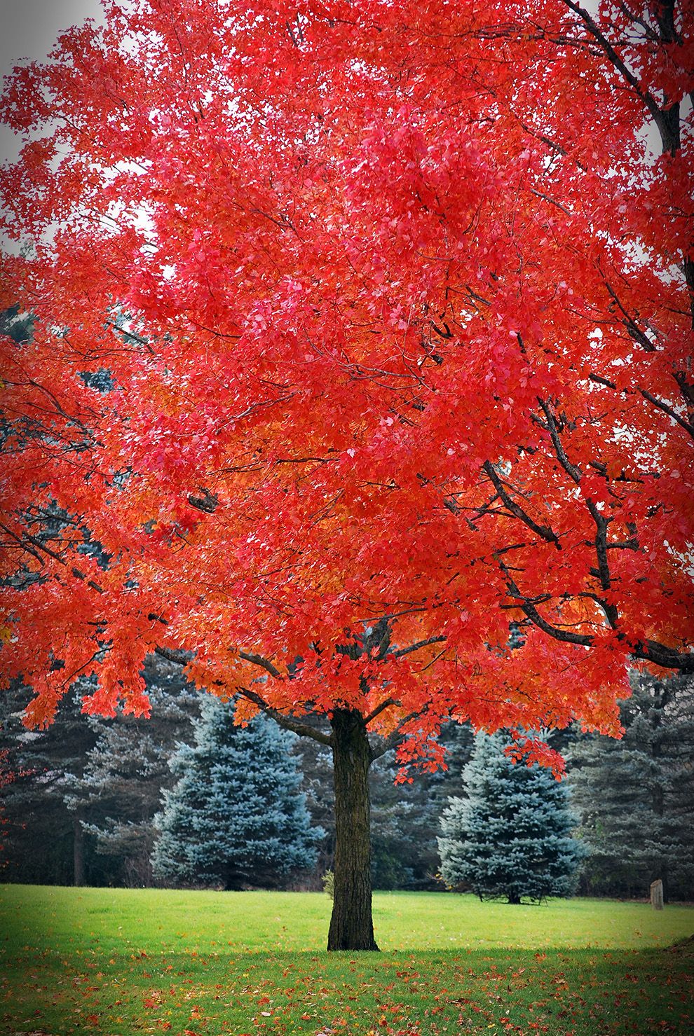 October Glory Red Maple (Acer rubrum 'October Glory') - 15 Gallon Potted Tree