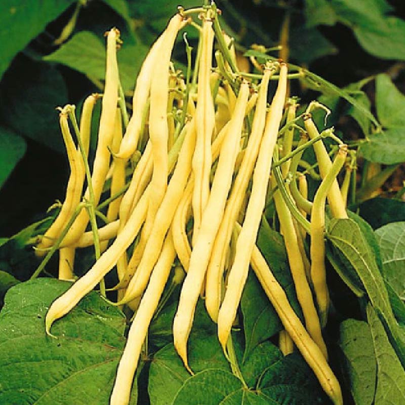 OSC Pencil Pod Black Wax Yellow Bush Bean Seeds - Packet