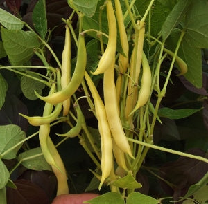 OSC Golden Wax Yellow Bush Bean Seeds - Packet