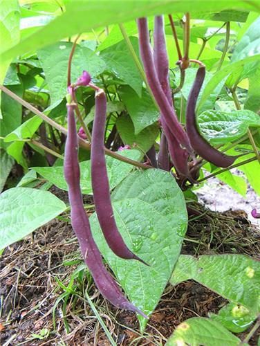 OSC Royal Burgundy Bush Bean Seeds - Packet