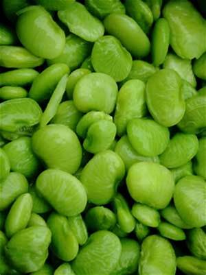 OSC Fordhook Lima Bush Bean Seeds - Packet