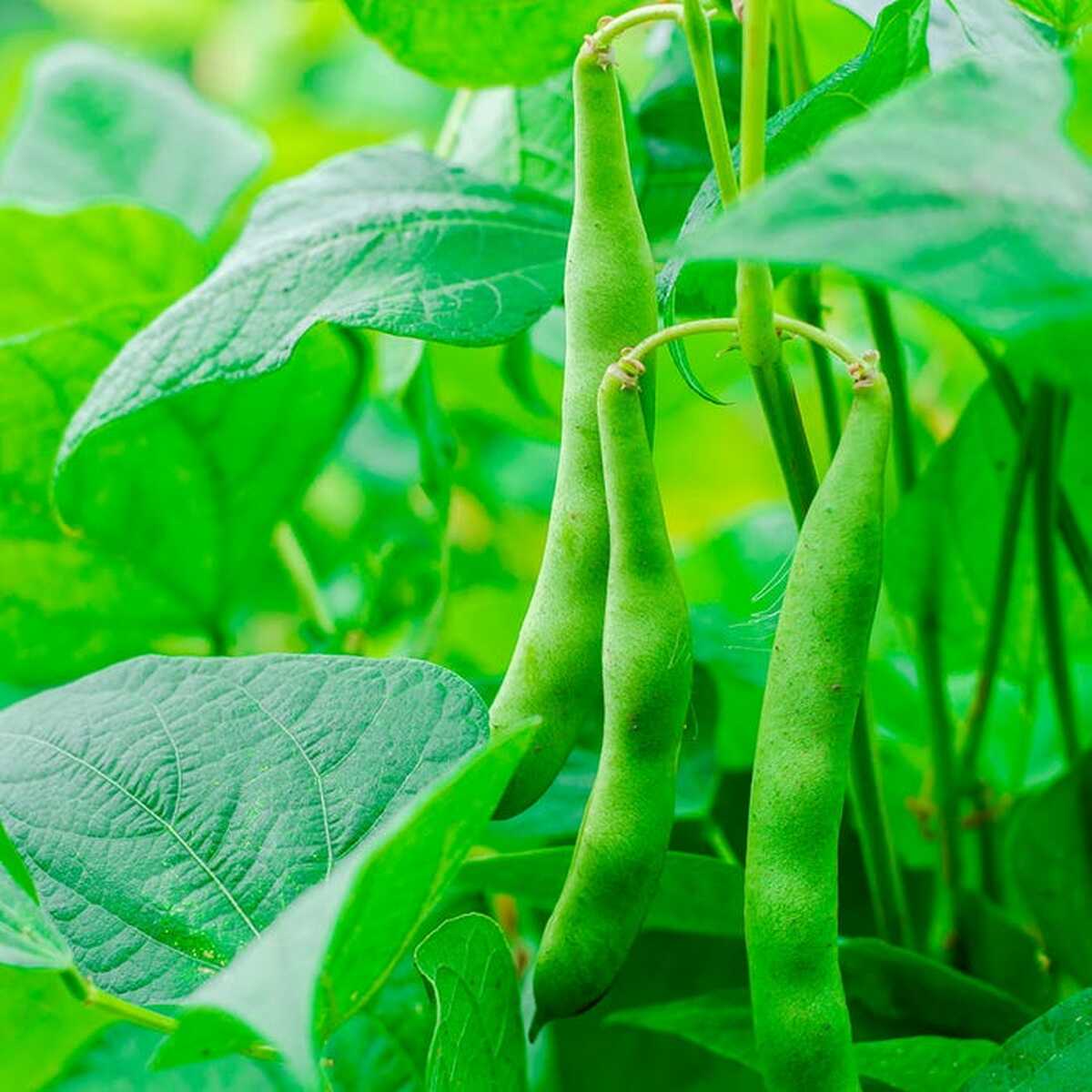 OSC Kentucky Wonder Wax Yellow Pole Bean Seeds - Packet