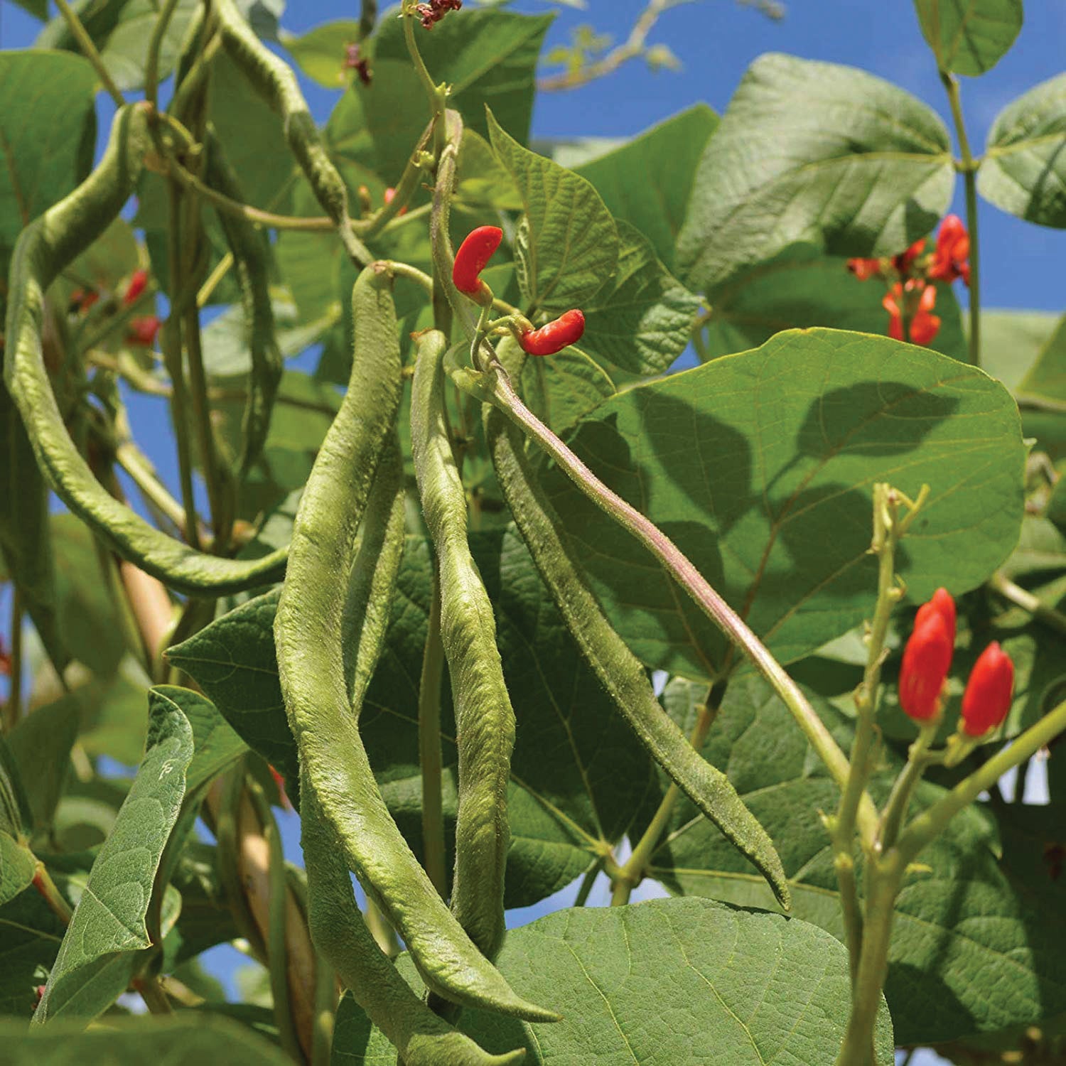 OSC Scarlet Runner Pole Bean Seeds - Packet