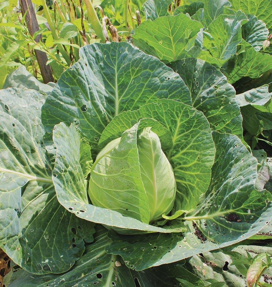 OSC Early Jersey Wakefield Cabbage Seeds - Packet