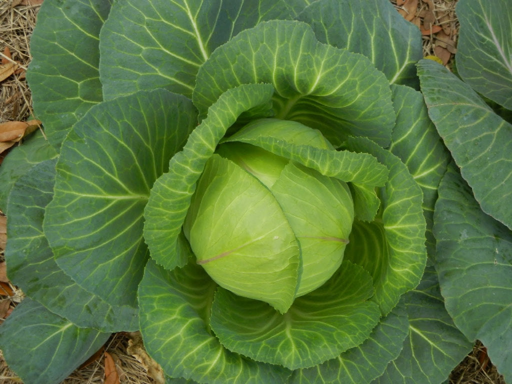 OSC Late Flat Dutch Cabbage Seeds - Packet