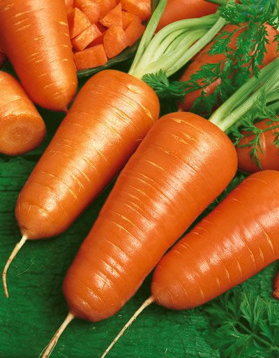 OSC Chantenay Red Carrot Seeds- Packet