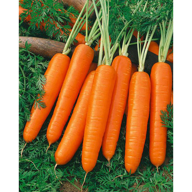 OSC Nantes Coreless Carrot Seeds - Packet