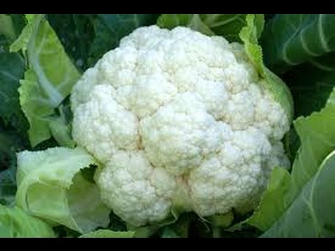 OSC Early Snowball Cauliflower Seeds - Packet