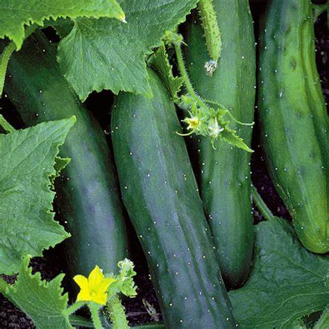 OSC Marketmore Cucumber Seeds (Slicing Type) - Packet