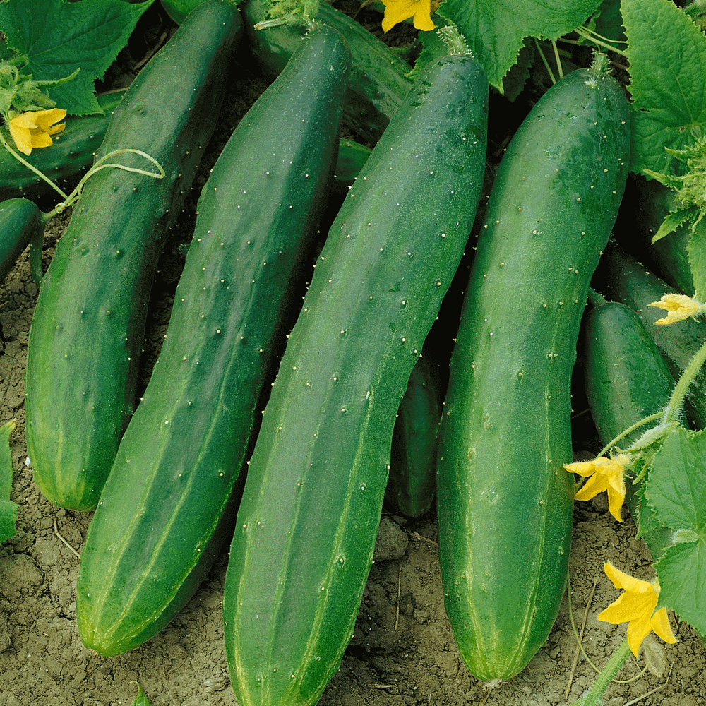 OSC Straight Eight Cucumber Seeds (Slicing Type) - Packet