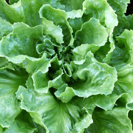 OSC Broad Leaved Batavian Escarole Seeds - Packet