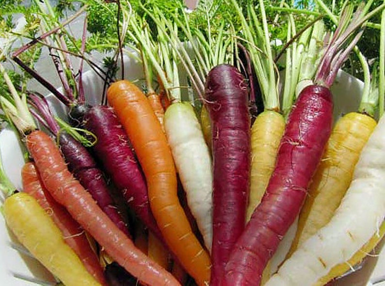 OSC Rainbow Blend Carrot Seeds - Packet