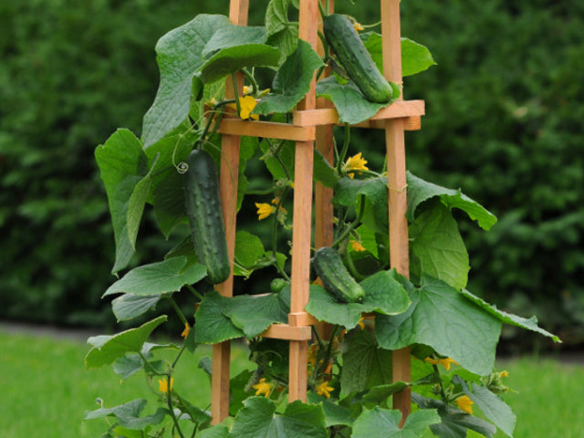 OSC Patio Snacker Hybrid Cucumber Seeds - Packet