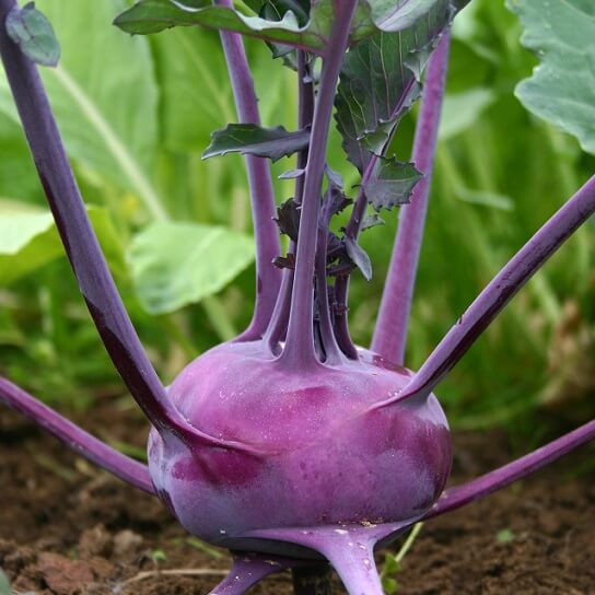 OSC Purple Vienna Kohlrabi Seeds - Packet