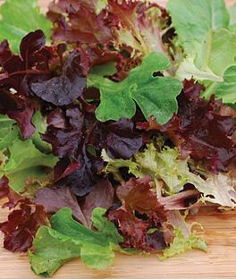 OSC Baby Leaf Blend Lettuce Seeds (Leaf Type) - Packet