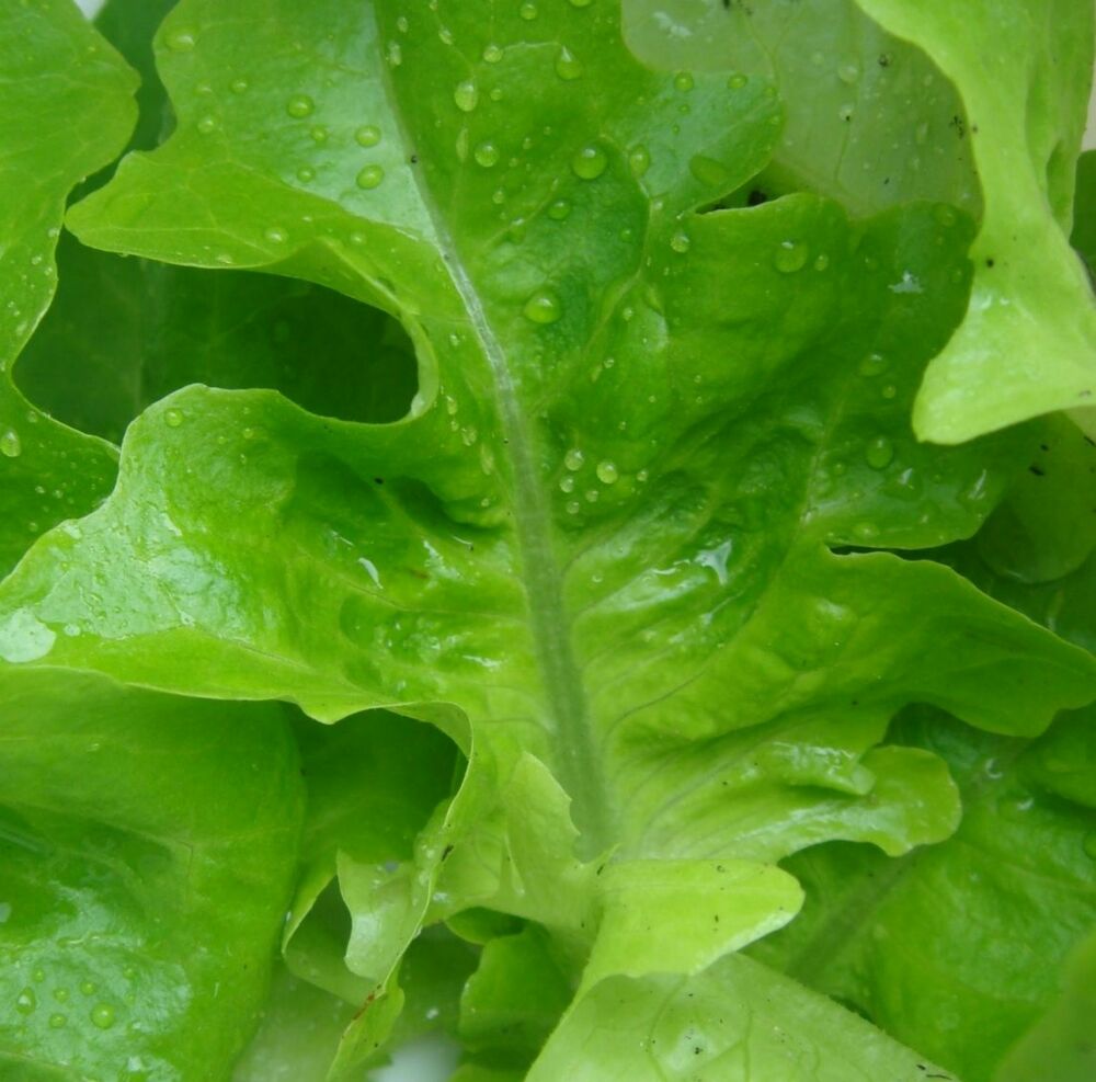 OSC Oakleaf Lettuce Seeds (Leaf Type) - Packet
