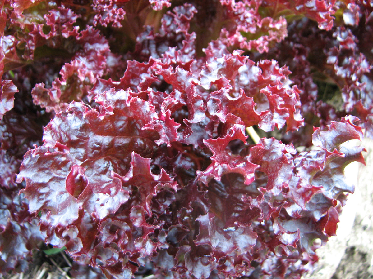 OSC Lolla Rossa Lettuce Seeds (Leaf Type)