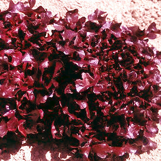 OSC Outrageous Red Salad Bowl Lettuce Seeds (Leaf Type) - Packet