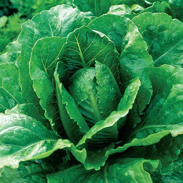 OSC Paris White Lettuce Seeds (Romaine or Cos Type) - Packet