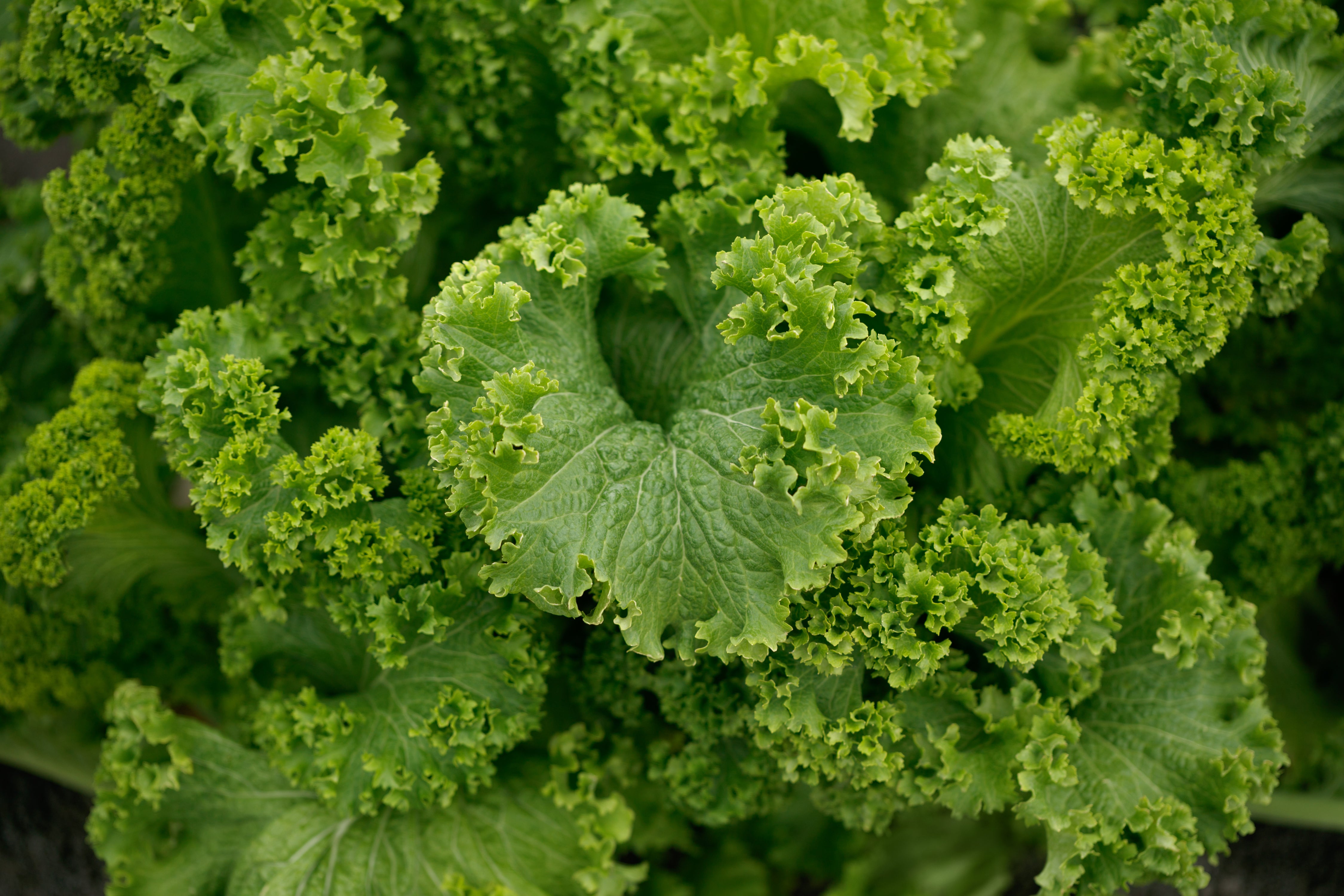 OSC Southern Giant Curled Mustard Seeds - Packet