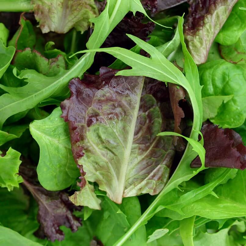 OSC Mild Mesclun Mixture Seeds - Packet