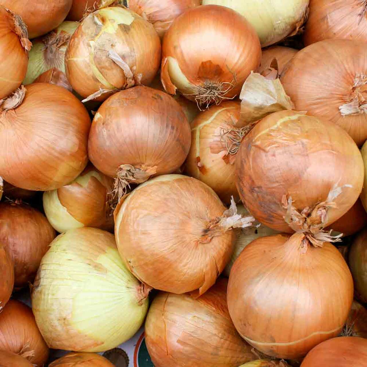 OSC Sweet Spanish Utah Onion Seeds (Large Globe Type) - Packet