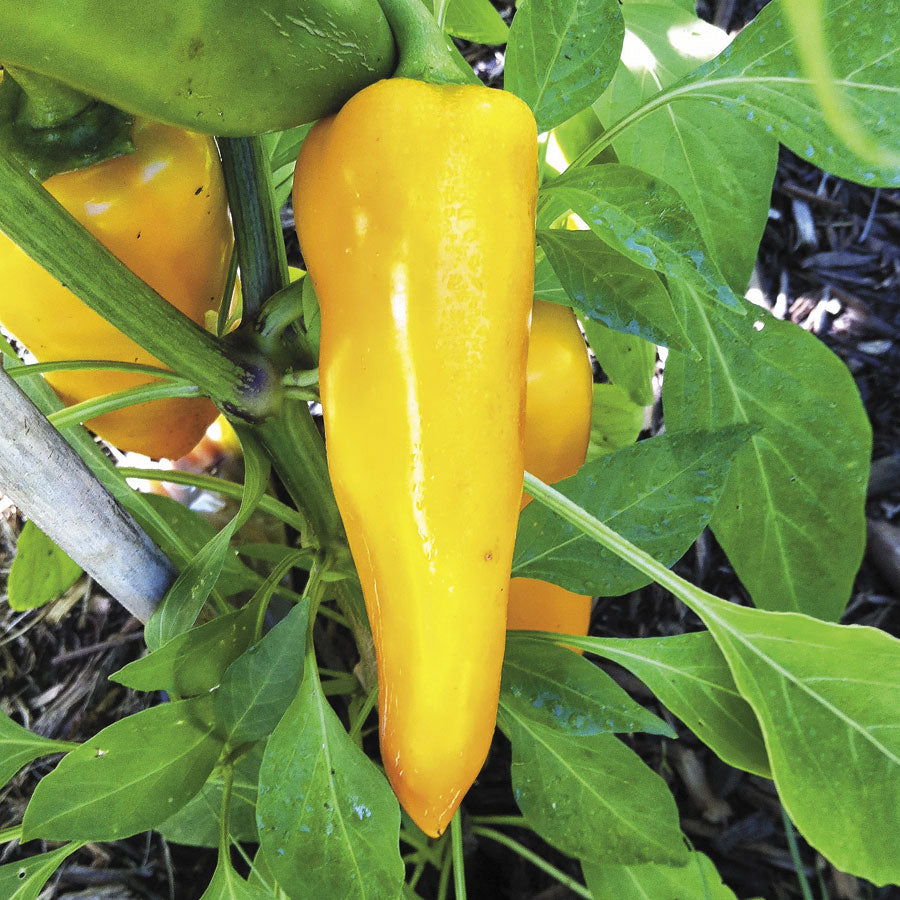 OSC Hungarian Yellow Sweet Pepper Seeds (Banana Type) - Packet
