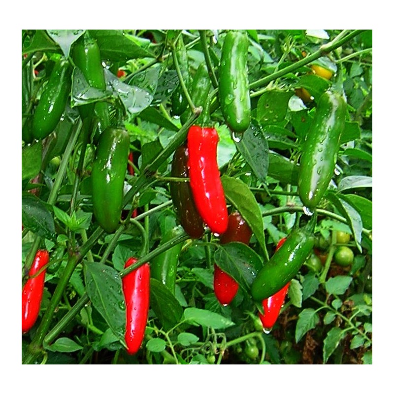 OSC Serrano Pepper Seeds (Hot Type) - Packet