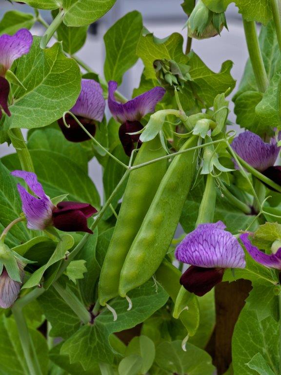 OSC  Little Purple Snow Pea Seeds - Packet