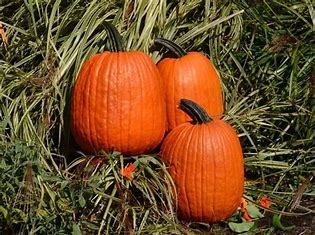 OSC Aspen Hybrid Pumpkin Seeds - Packet
