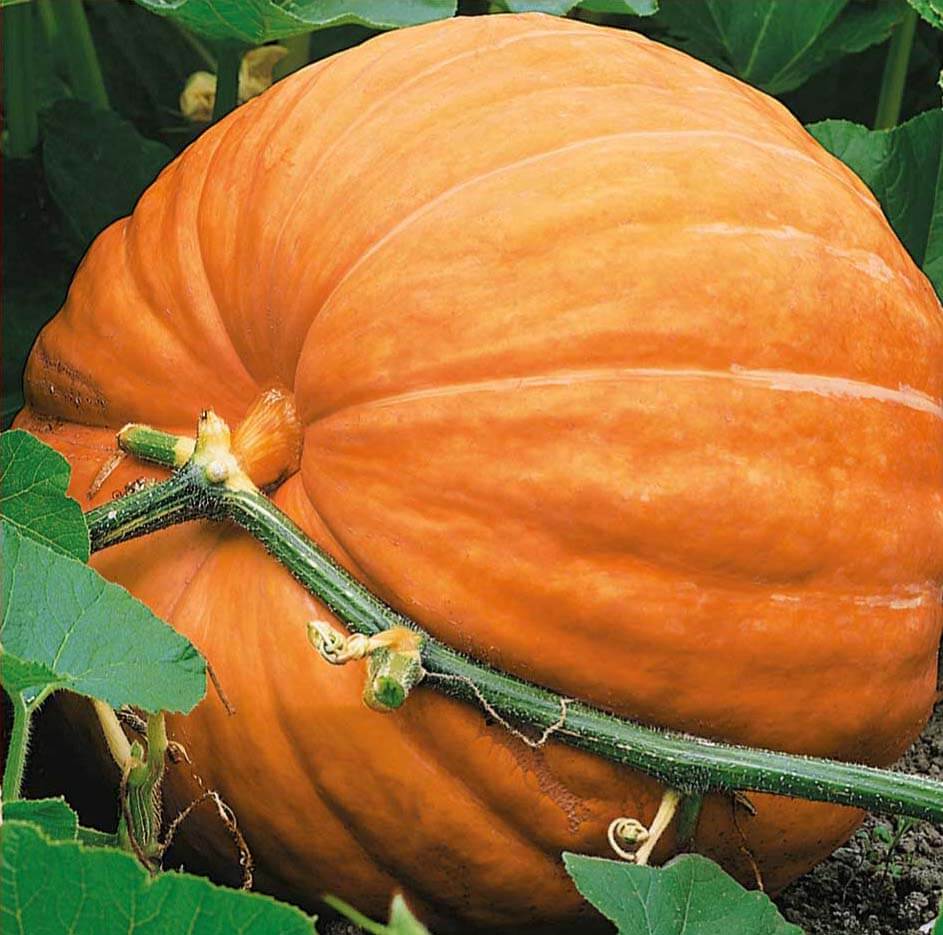 OSC  Big Max Pumpkin Seeds - Packet