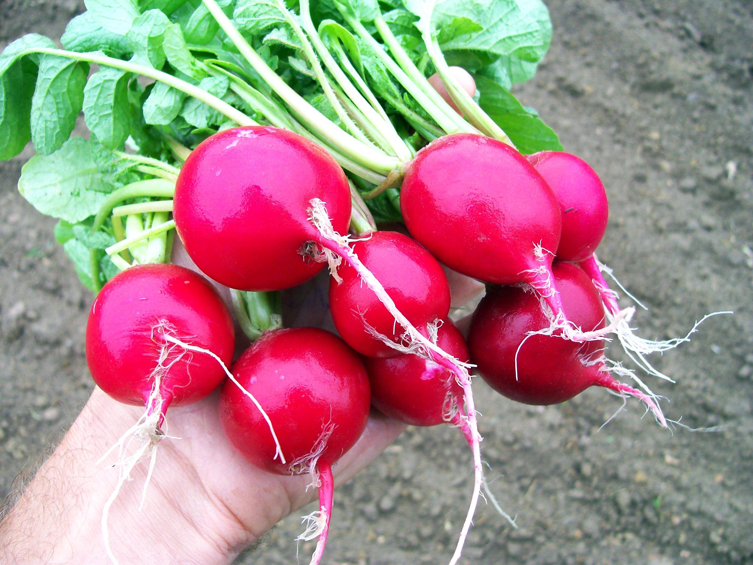 OSC Cherry Belle Radish Seeds (Summer Type) - Packet