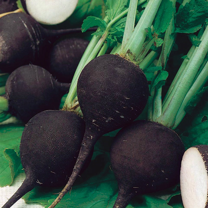 OSC Round Black Spanish Radish Seeds (Winter Type) - Packet