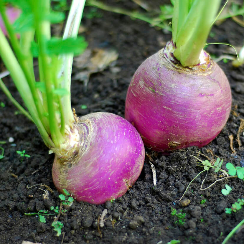 OSC Purple Top White Globe Turnip Seeds (Summer Type) - Packet
