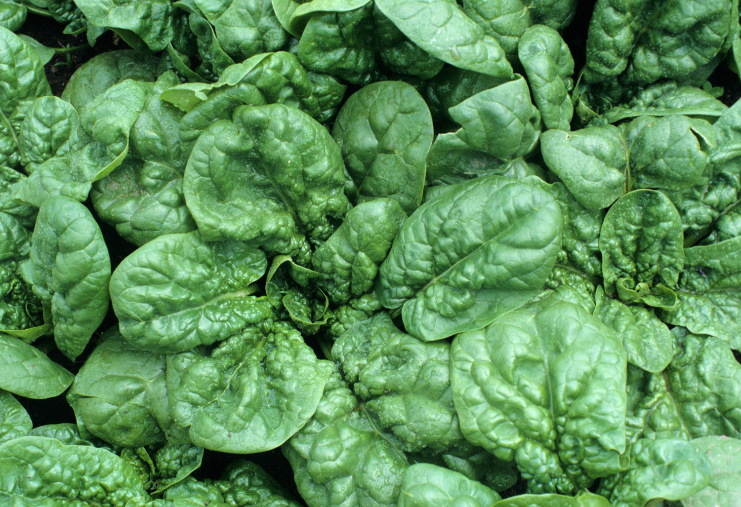 OSC  Bloomsdale Long Standing Spinach Seeds  - Packet