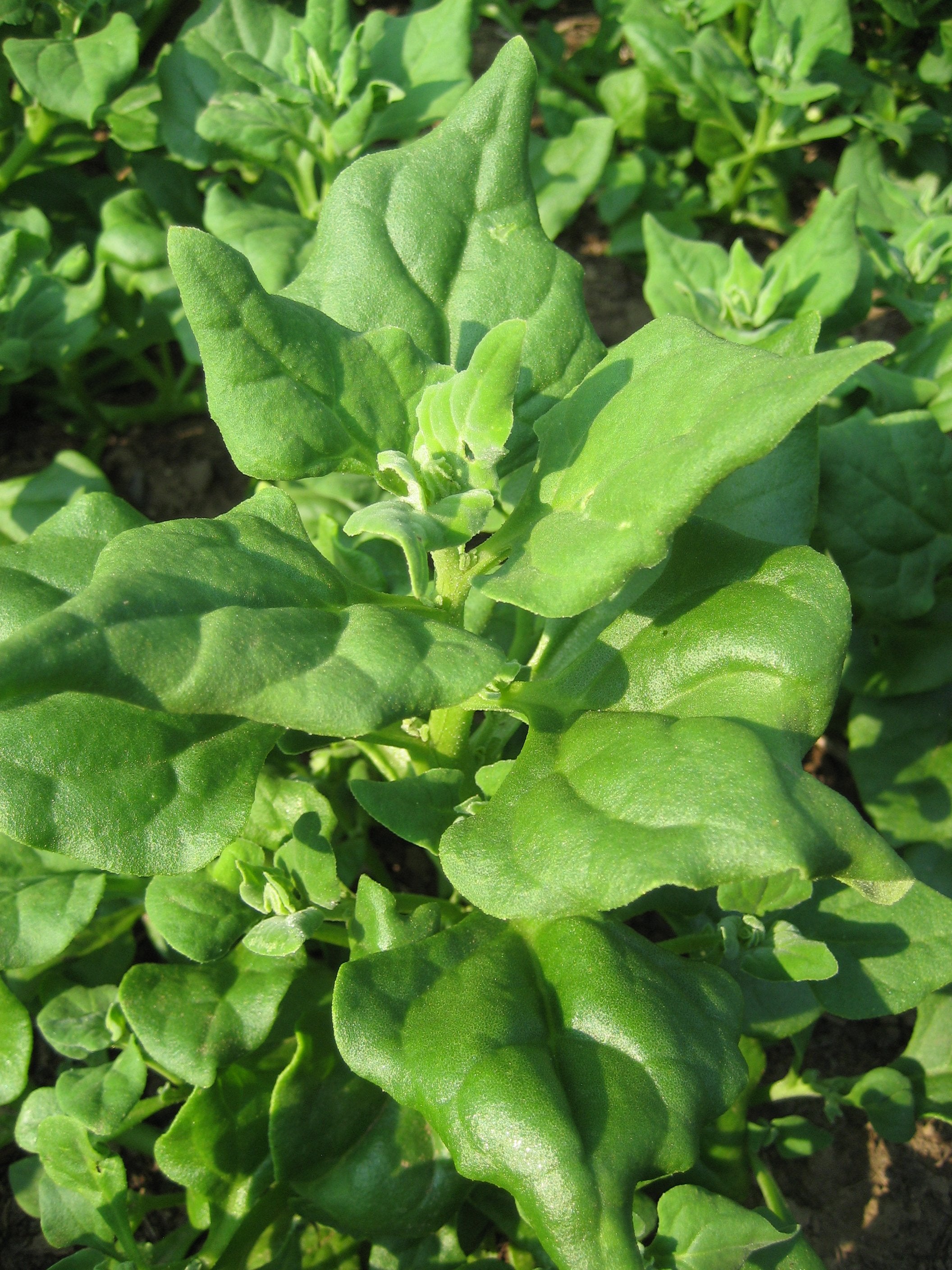 OSC New Zealand Spinach Seeds - Packet