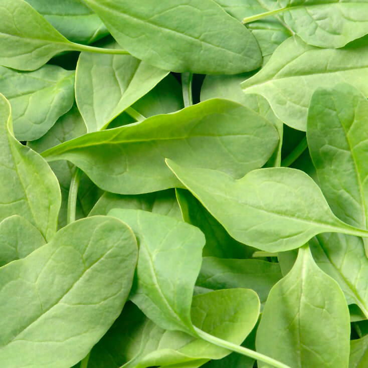 OSC Olympia Hybrid Spinach Seeds - Packet