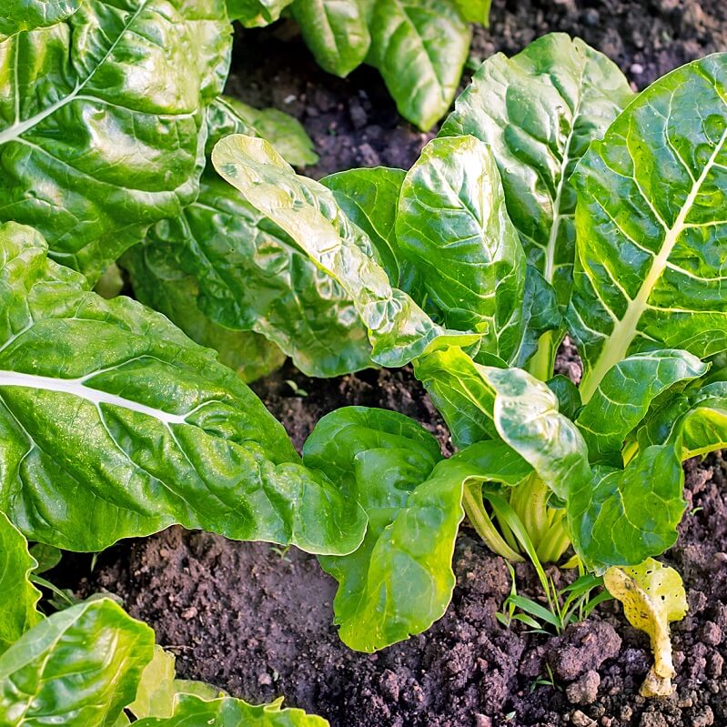 OSC Perpetual Spinach Swiss Chard Seeds - Packet