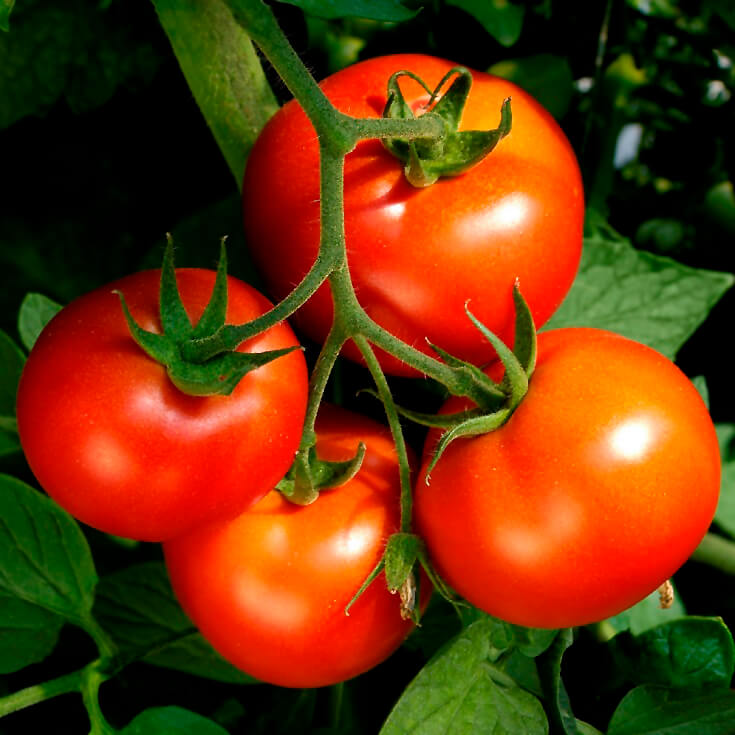 OSC Celebrity Hybrid Tomato Seeds (Bush Type) - Packet