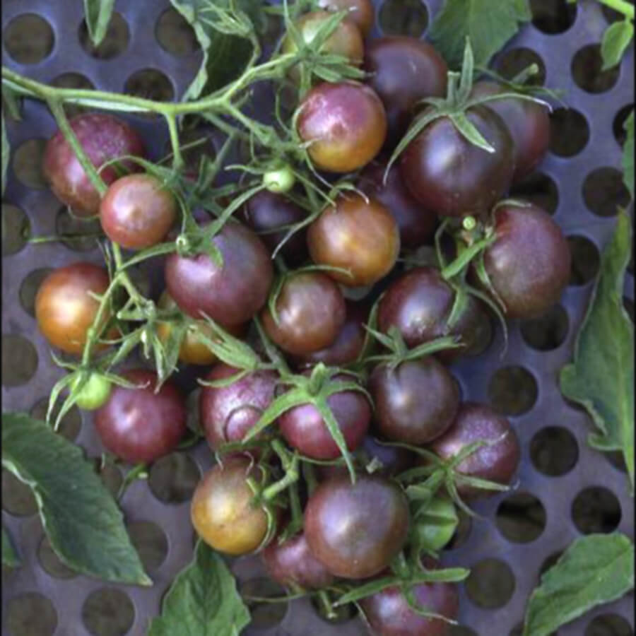 OSC Black Cherry Tomato Seeds - Packet