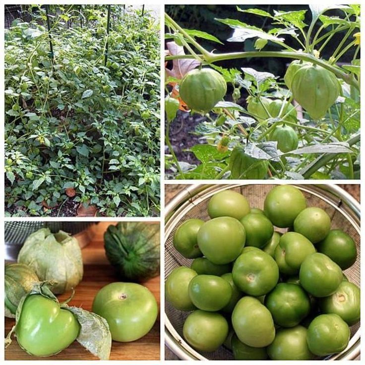 OSC Toma Verde Tomato Seeds (Green Salsa Tomatillo Husk Type) - Packet