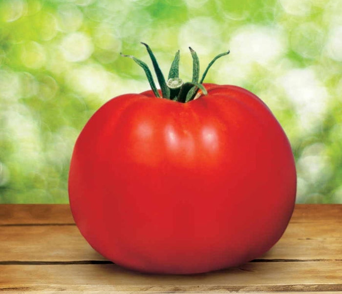 OSC Bonny Best Improved Tomato Seeds - Packet
