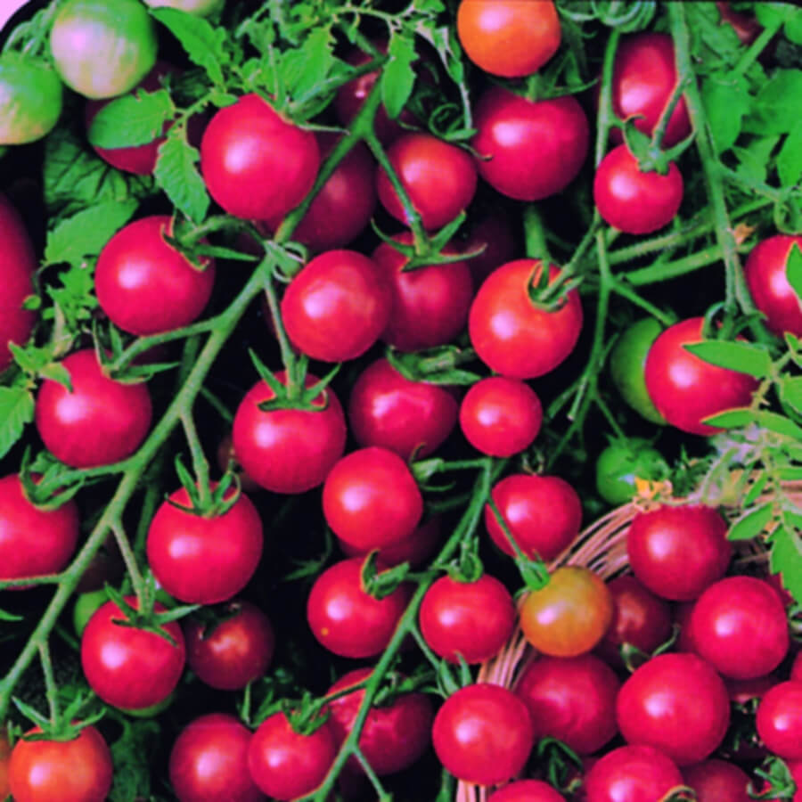 OSC Sweetie Cherry Tomato Seeds - Packet