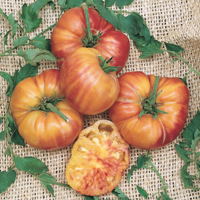 OSC Old German Tomato Seeds - Packet