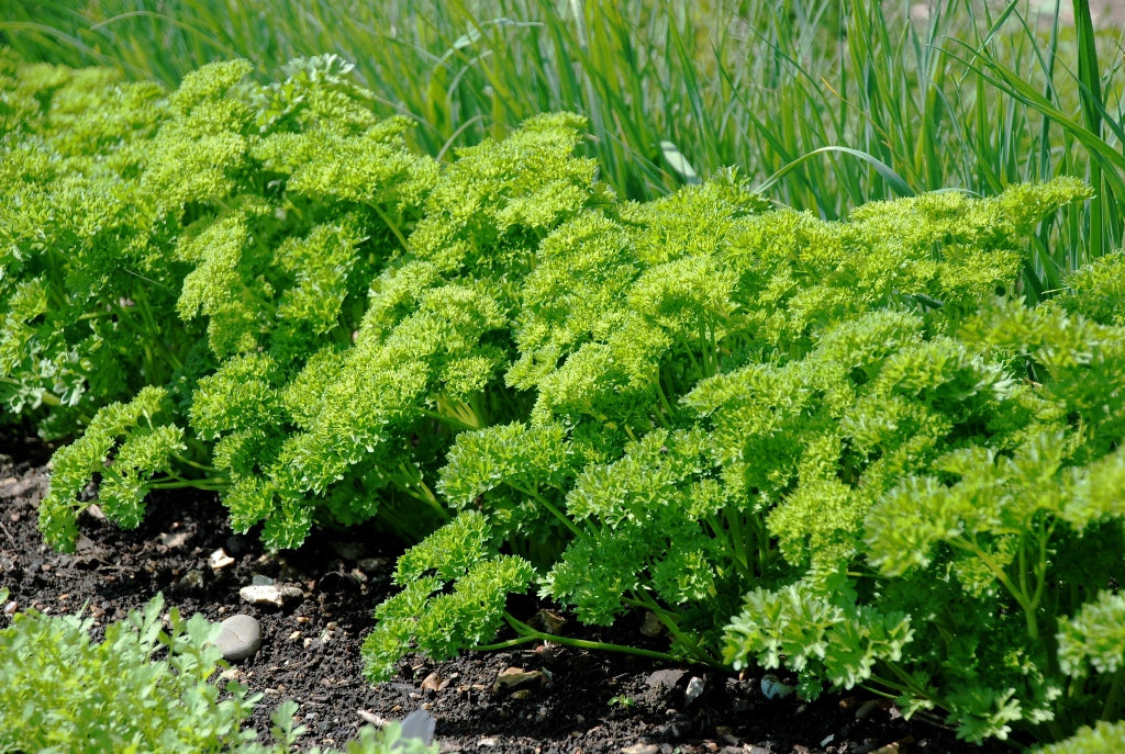 OSC Forest Green Parsley Seeds - Packet