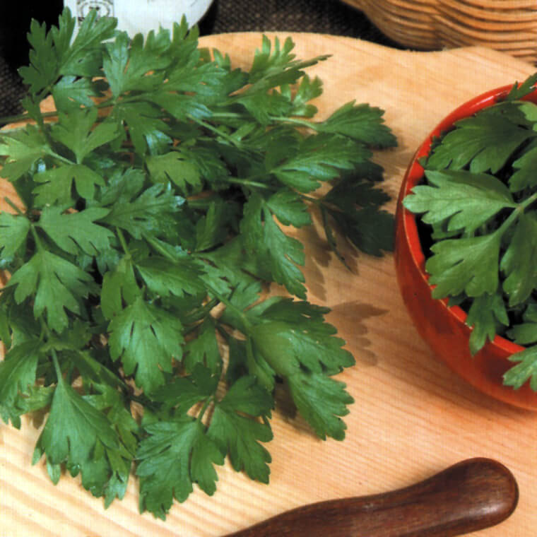 OSC Italian Plain Leaved Parsley Seeds - Packet